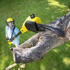 Best Tree Maintenance Programs  in Winnetka, IL