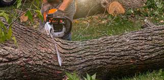 Best Root Management and Removal  in Winnetka, IL